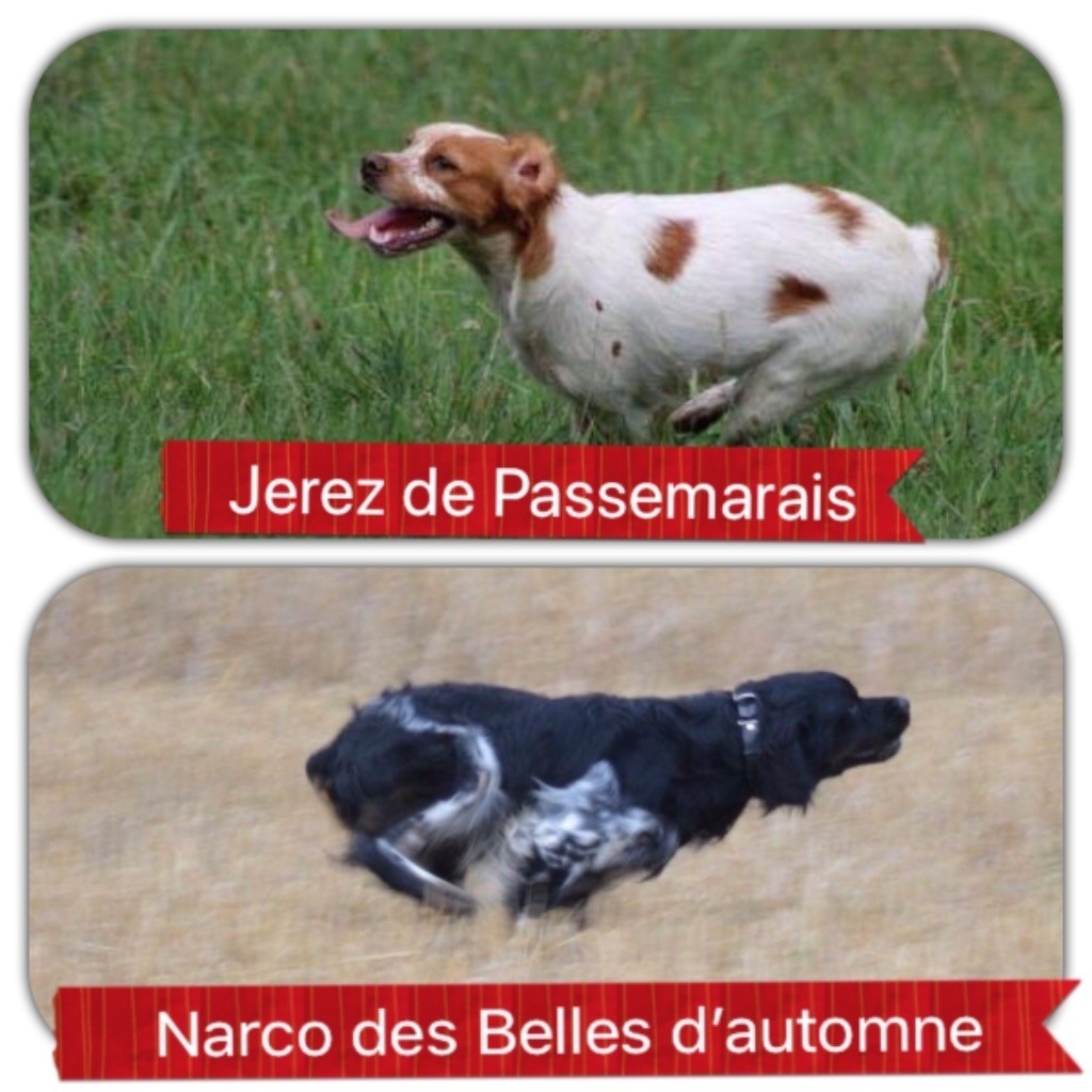 du Clan des Perdrix - Saillie le 27/09/18 : Jerez et Narco 