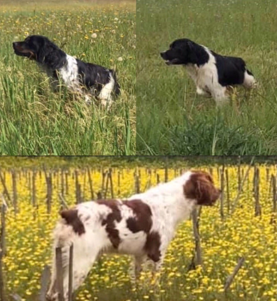 du Clan des Perdrix - Chiens adultes debourrés Chasse disponible 