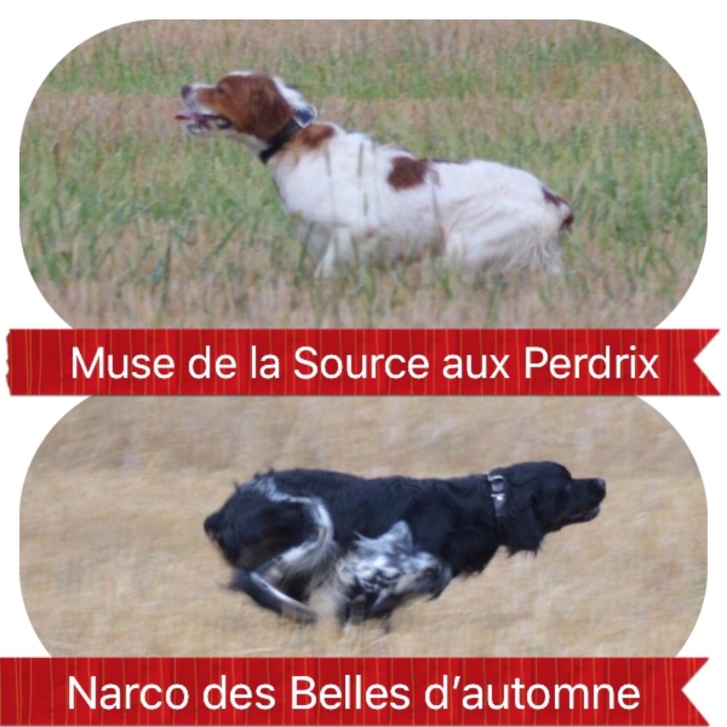 du Clan des Perdrix - Saillie le 16/09 : Muse et Narco