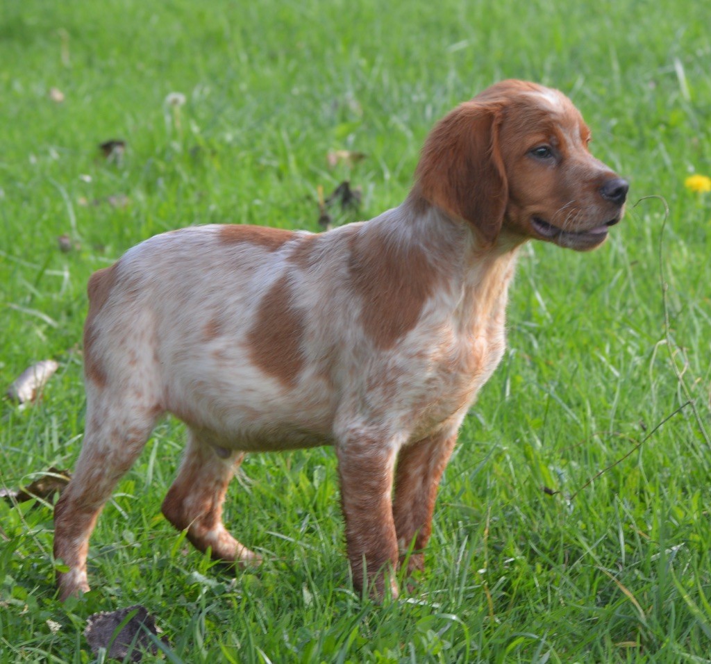 du Clan des Perdrix - Chiot disponible  - Epagneul Breton