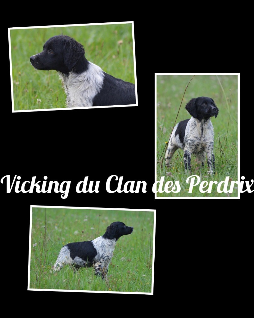 chiot Epagneul Breton du Clan des Perdrix