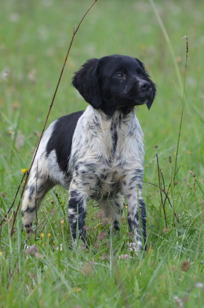 du Clan des Perdrix - Chiot disponible  - Epagneul Breton