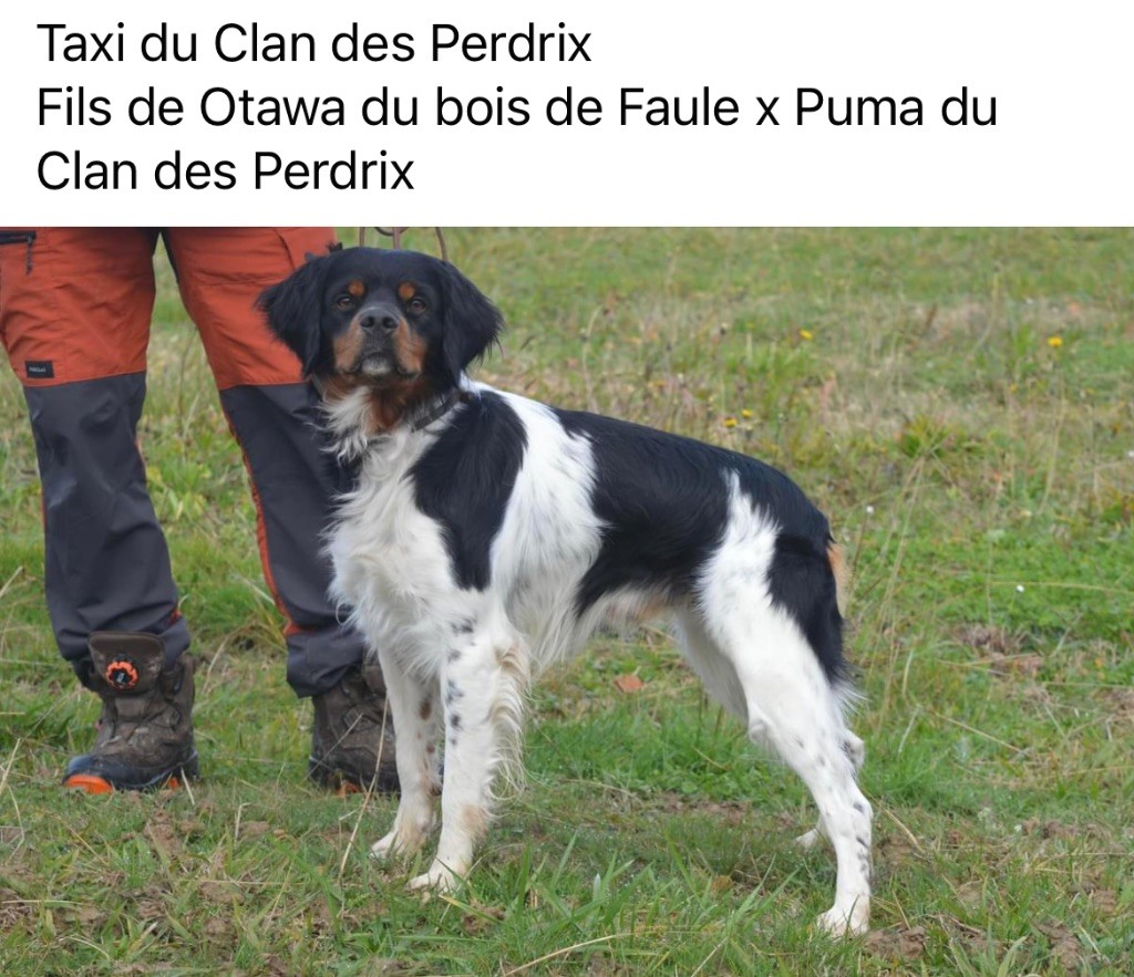 du Clan des Perdrix - Chiot disponible  - Epagneul Breton