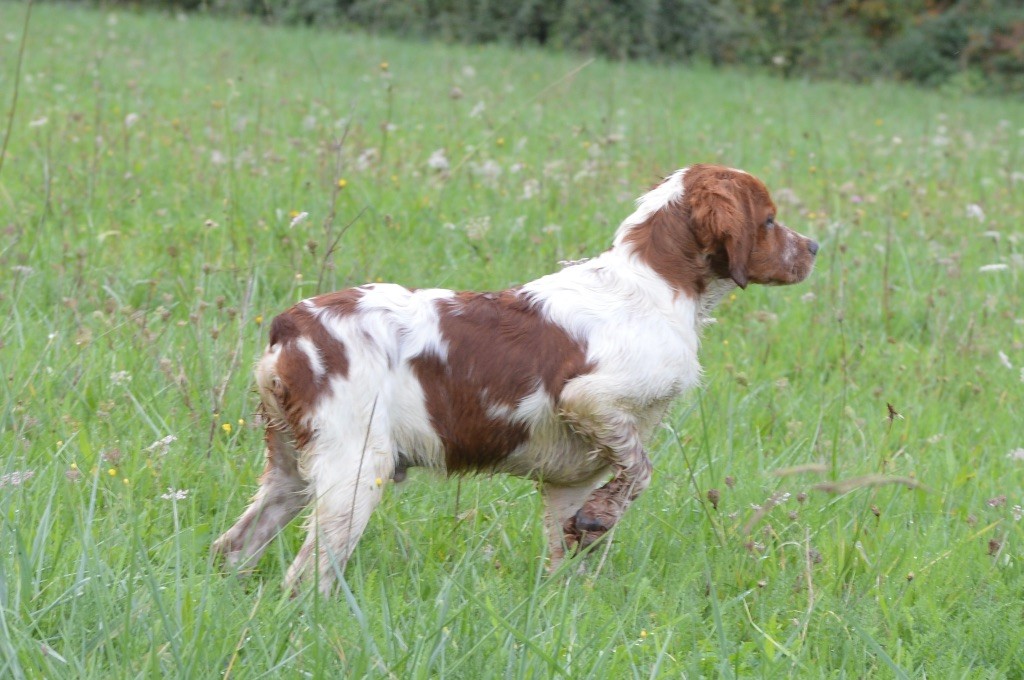 du Clan des Perdrix - Chiot disponible  - Epagneul Breton