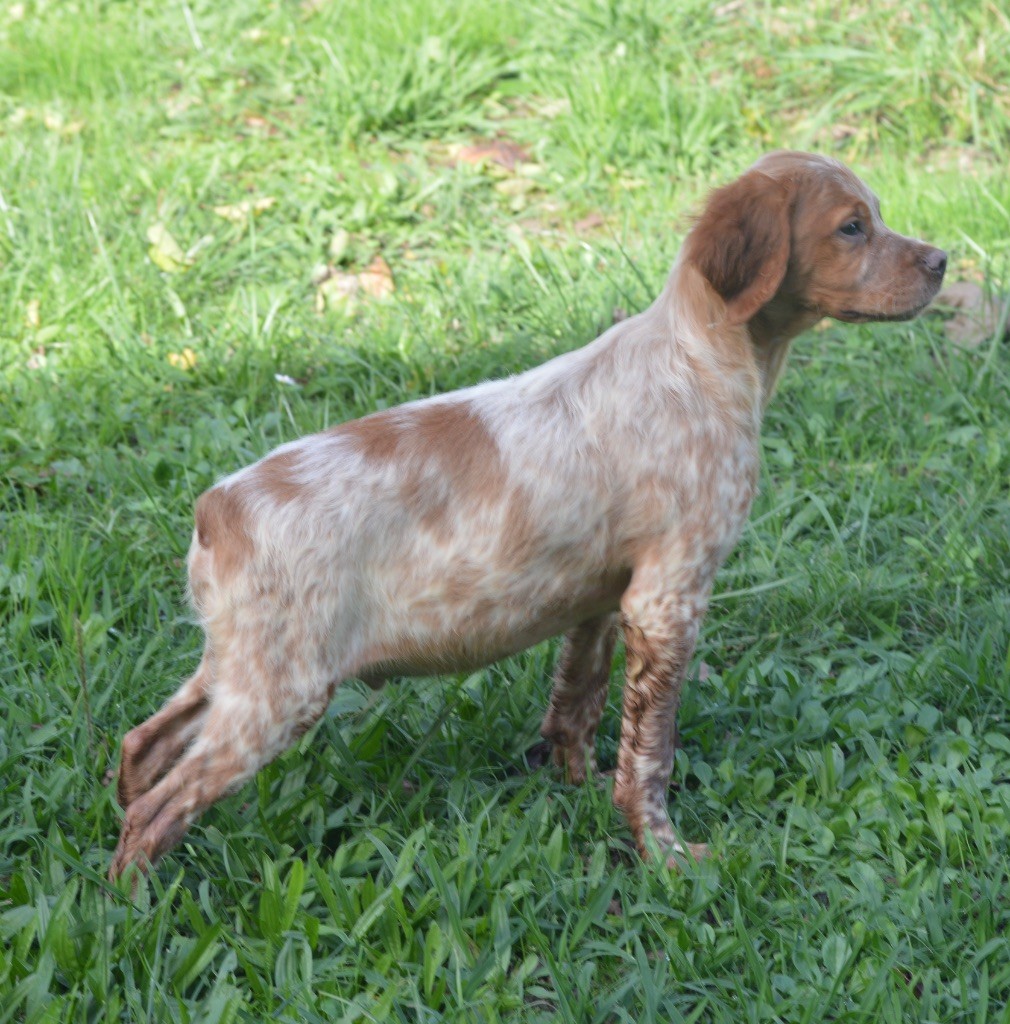 du Clan des Perdrix - Chiot disponible  - Epagneul Breton