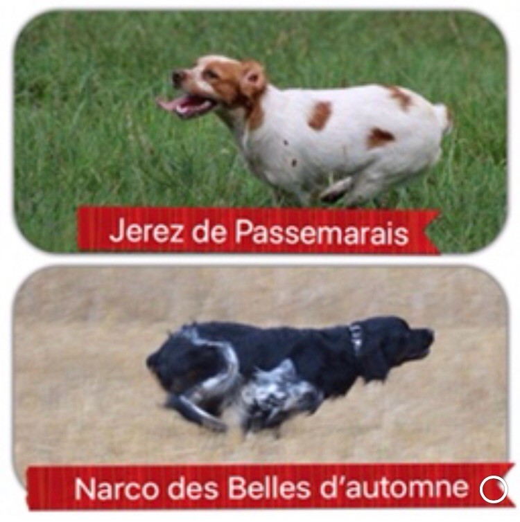 du Clan des Perdrix - Naissance au clan des perdrix - Réservation ouverte