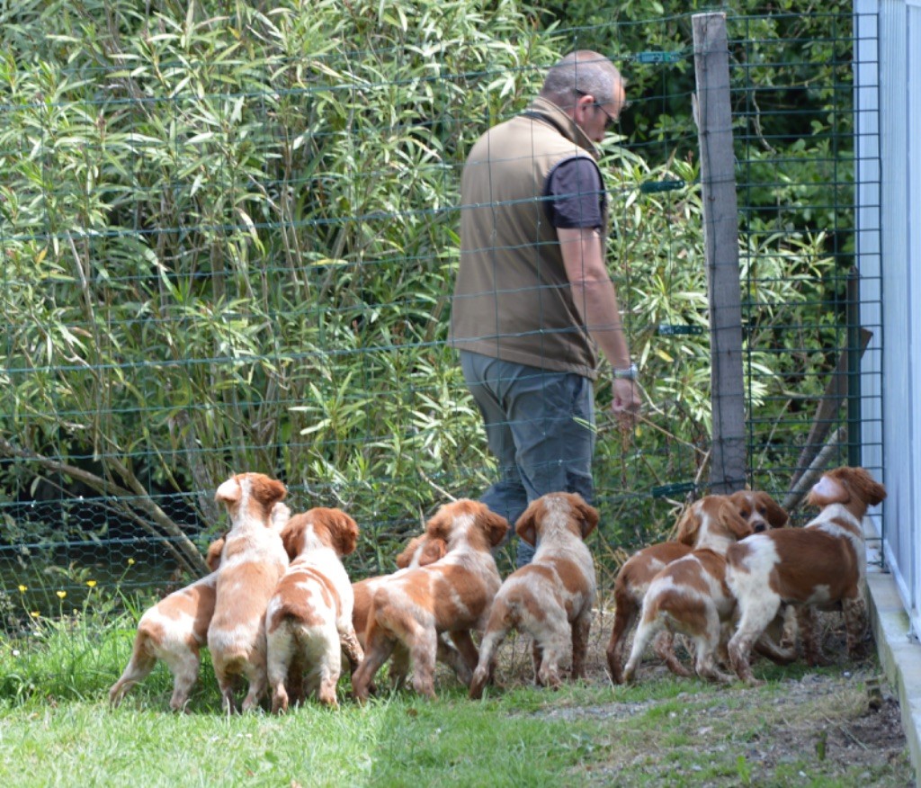 Chiots disponibles au Clan des Perdrix