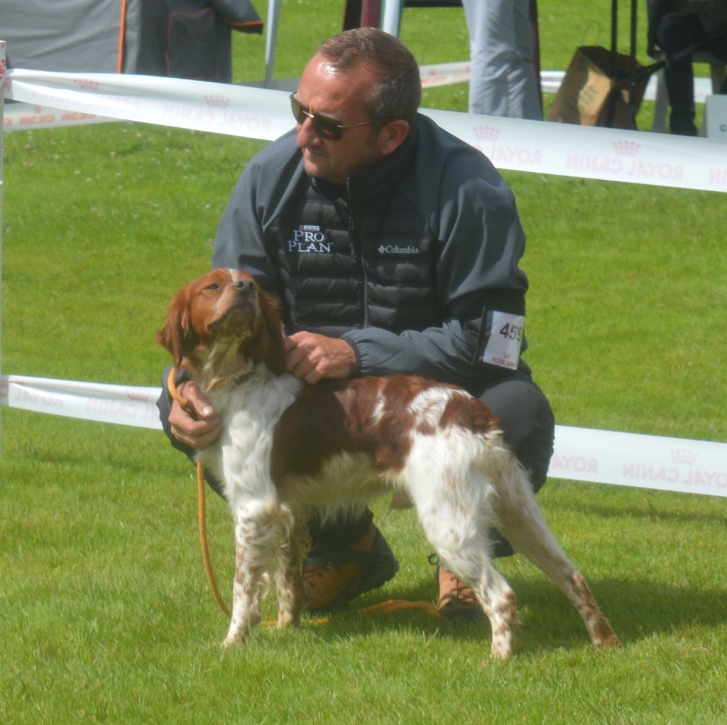 du Clan des Perdrix - Spéciale de Race Epagneul Breton Saint Girons 09