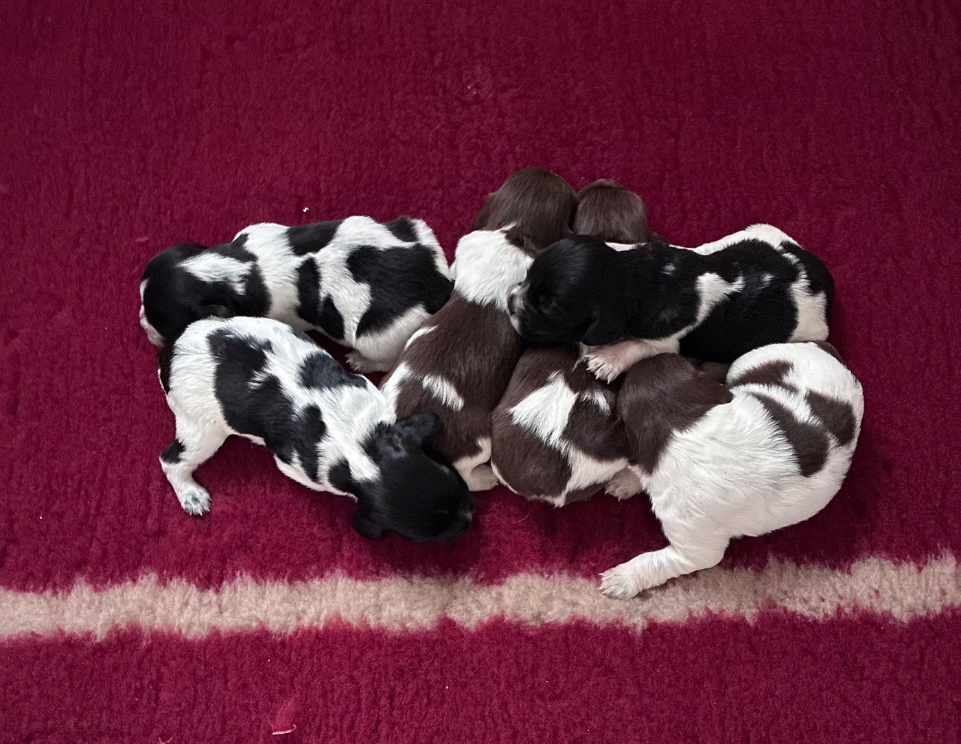 du Clan des Perdrix - Epagneul Breton - Portée née le 15/12/2025