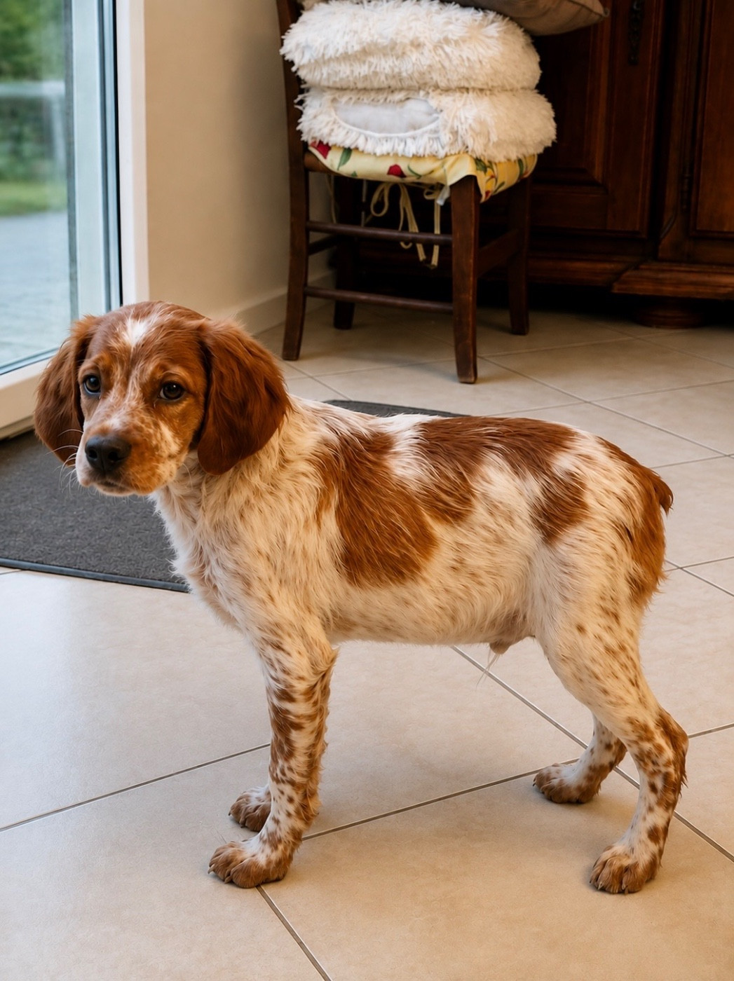du Clan des Perdrix - Chiots disponibles - Epagneul Breton