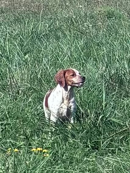 du Clan des Perdrix - Chiots disponibles - Epagneul Breton