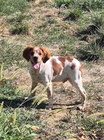 du Clan des Perdrix - Chiots disponibles - Epagneul Breton