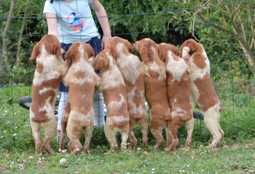 Chiot Epagneul Breton du Clan des Perdrix