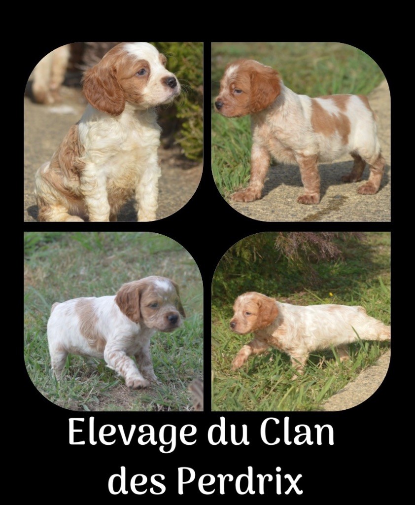 Chiot Epagneul Breton du Clan des Perdrix