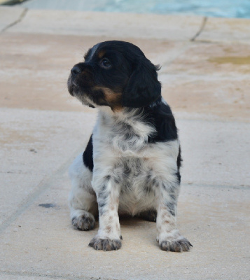 CHIOT