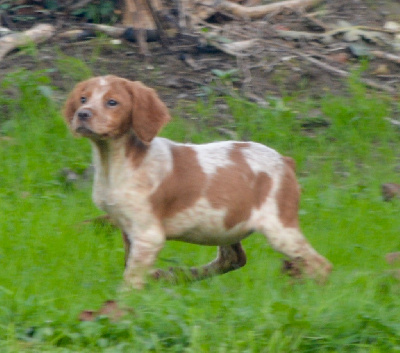 CHIOT